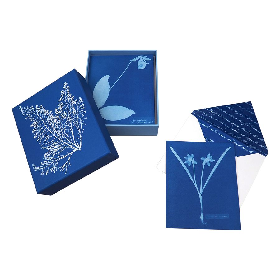 Sunprint Notecards The Cyanotypes of Anna Atkins 